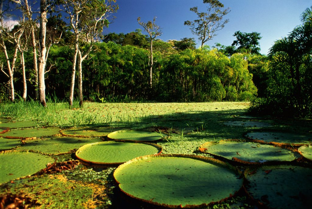 A Biodiversidade Da Amaz Nia